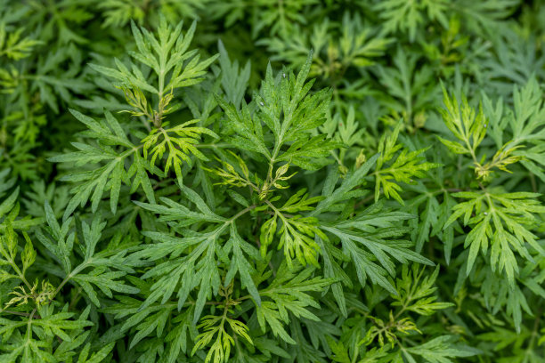 wormwood