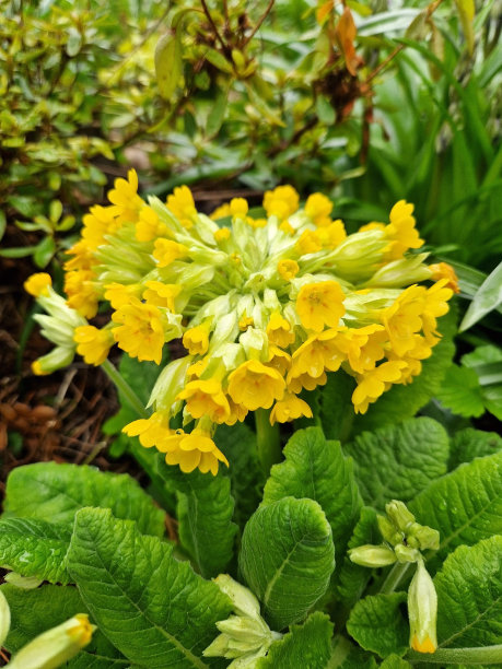 primula