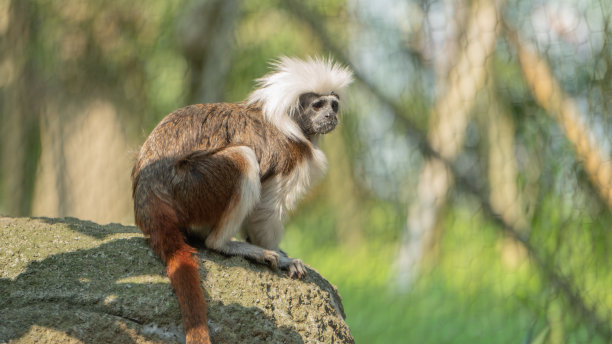 saguinus
