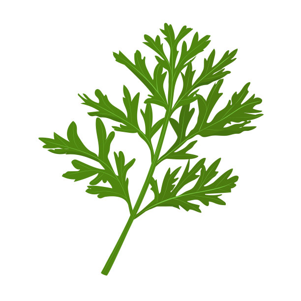 艾草插图