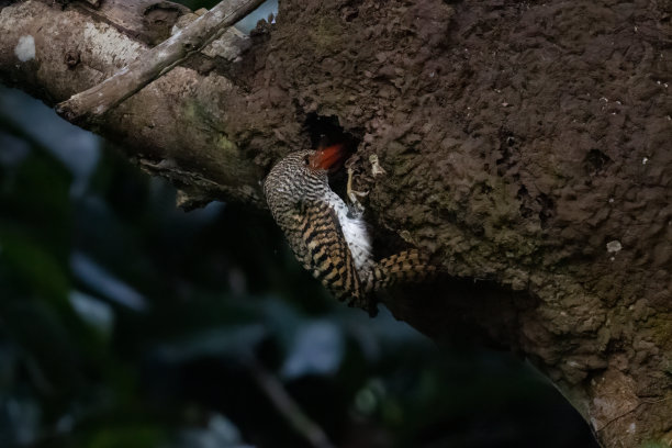 perched