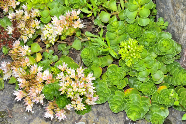 sedum