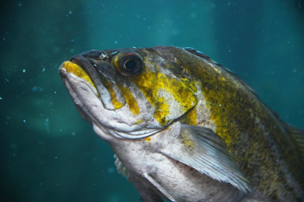 snapper