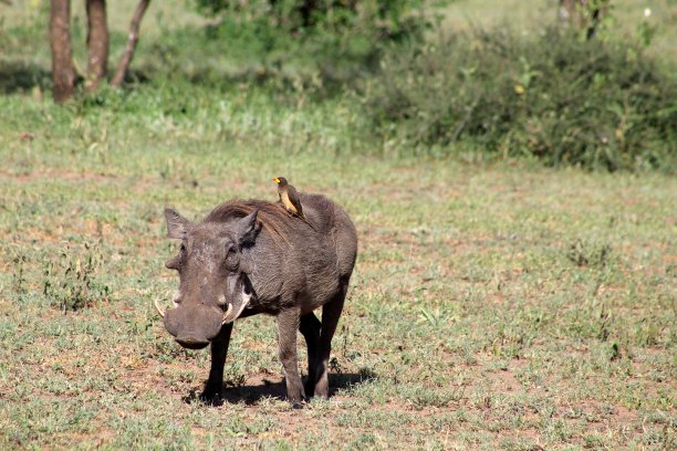 phacochoerus