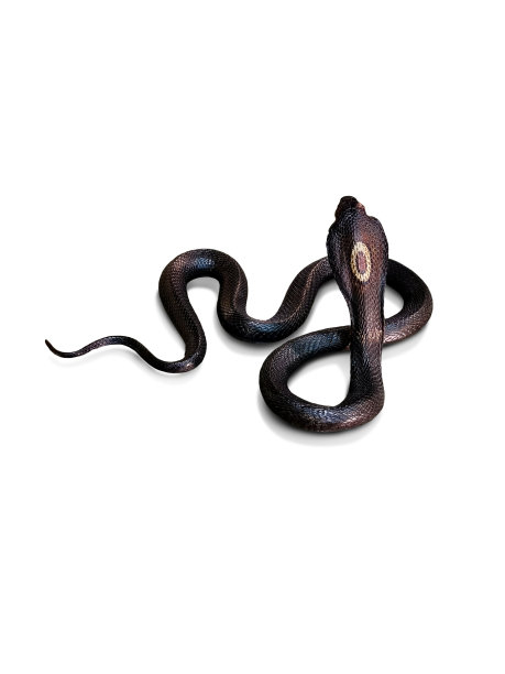 cobra