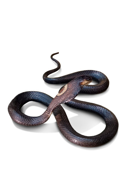 cobra