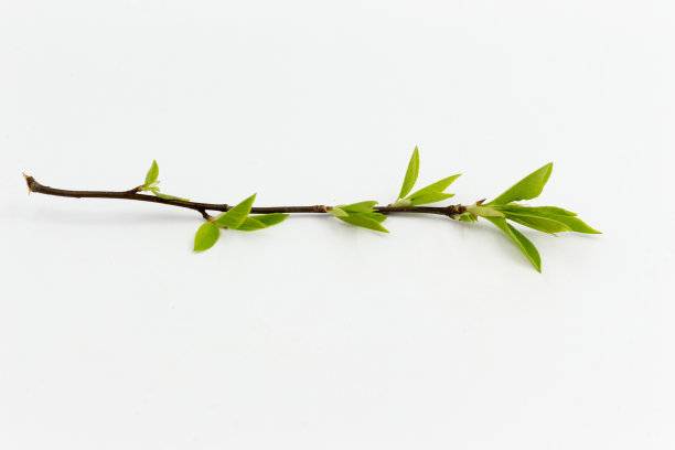 twig