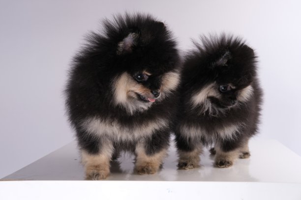 pedigree