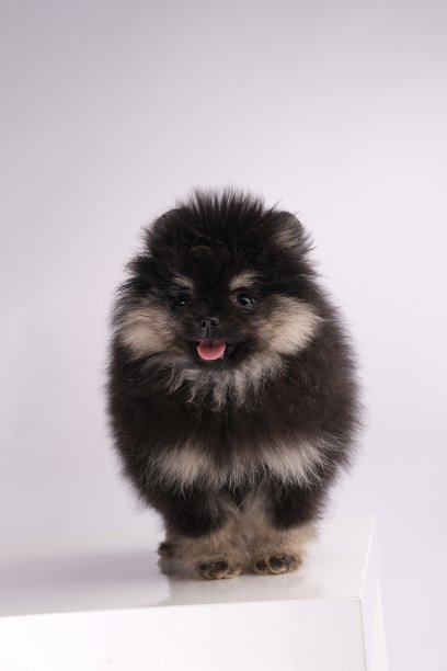 pedigree