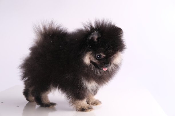 pedigree