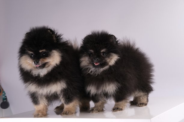 pedigree