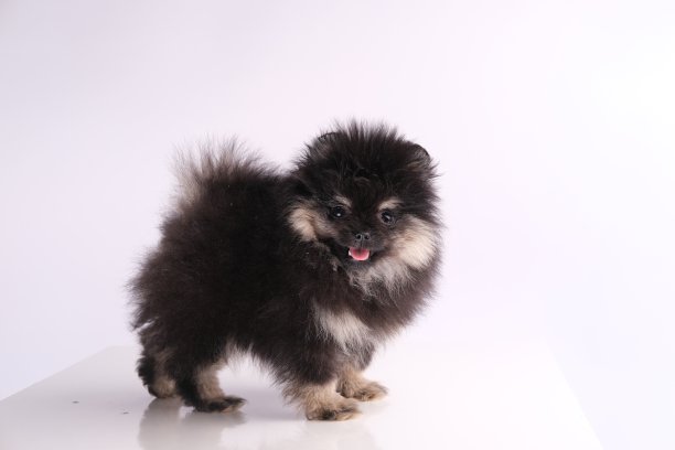 pedigree