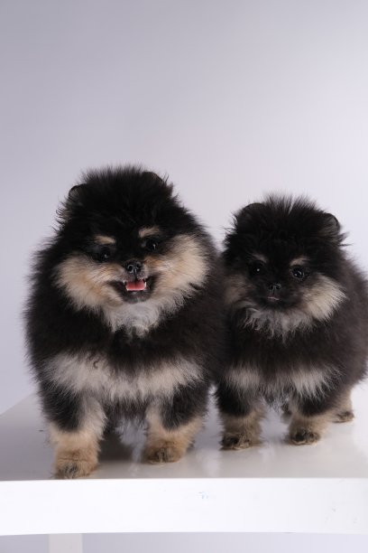 pedigree