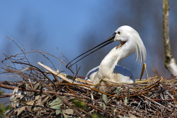 spoonbill