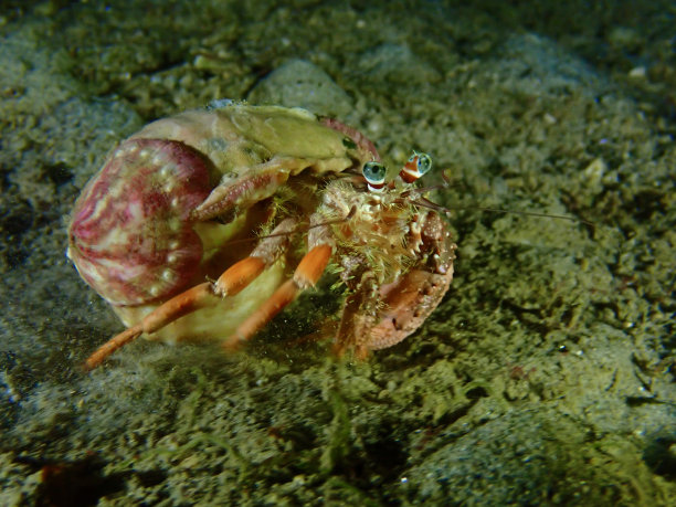 crustacean