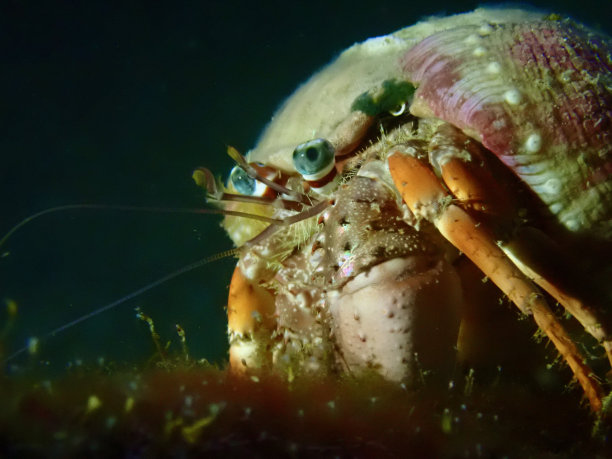 crustacean