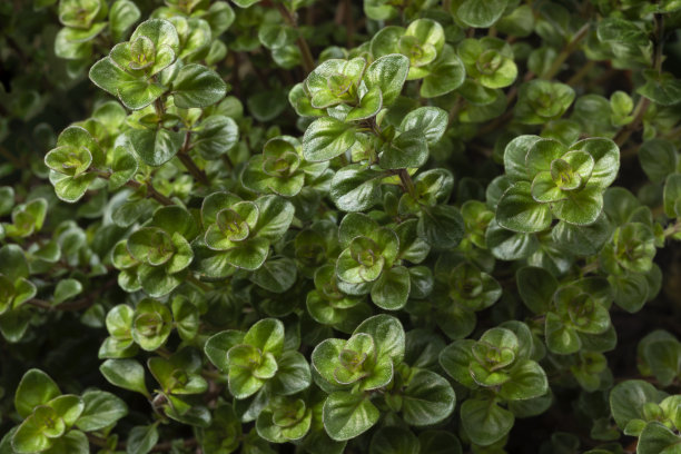 oregano