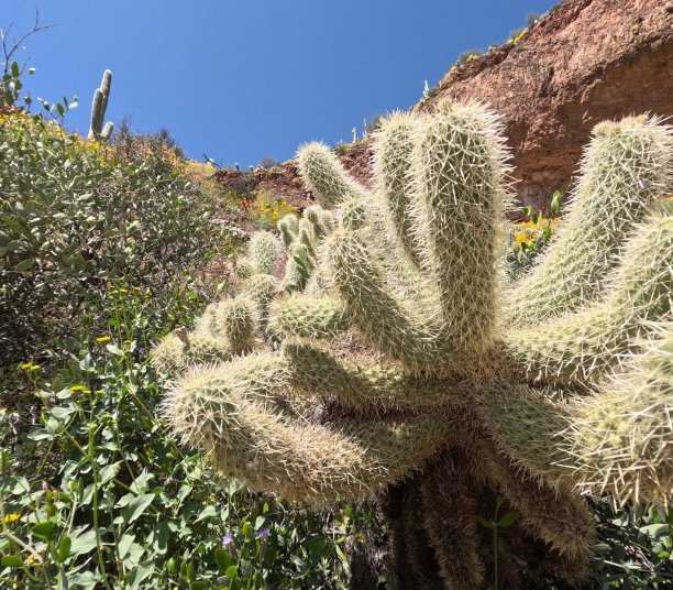 saguaro