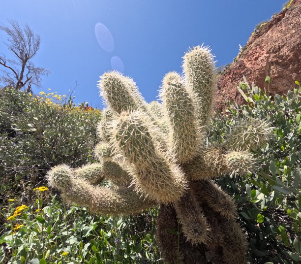 saguaro