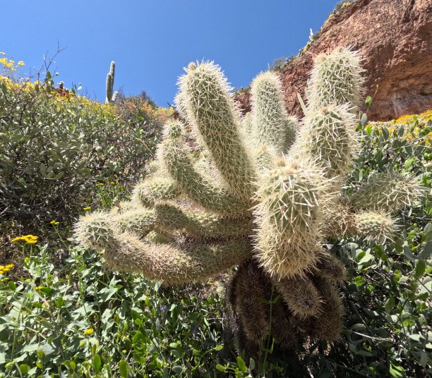 saguaro