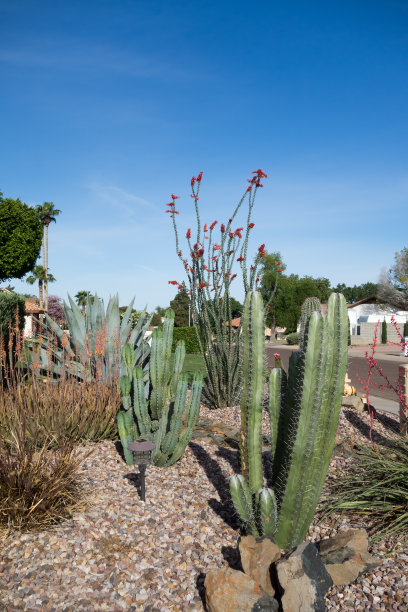 ocotillo