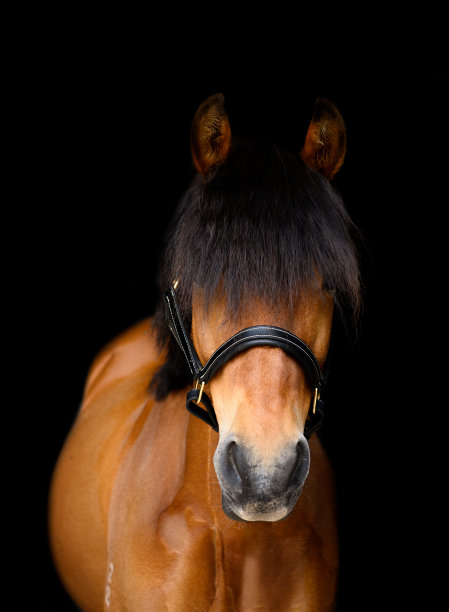 equus