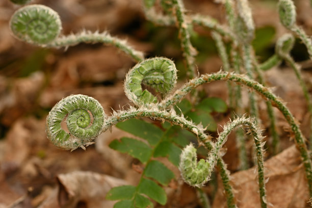 fiddlehead