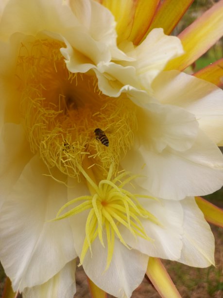 pollination