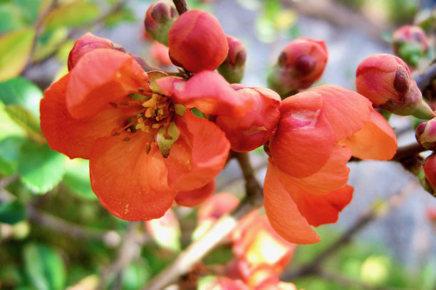 chaenomeles