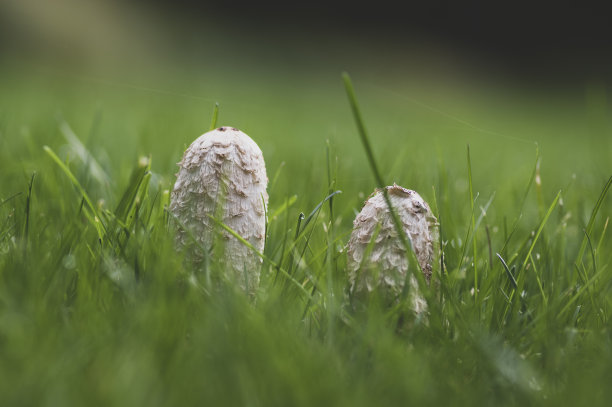 coprinus