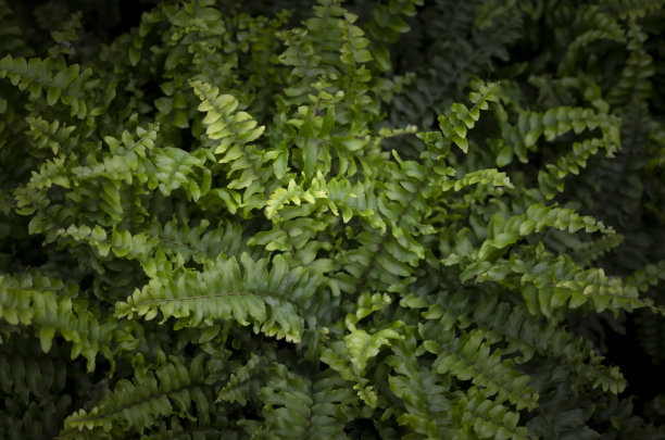 高清黑色背景绿色蕨类植物叶子