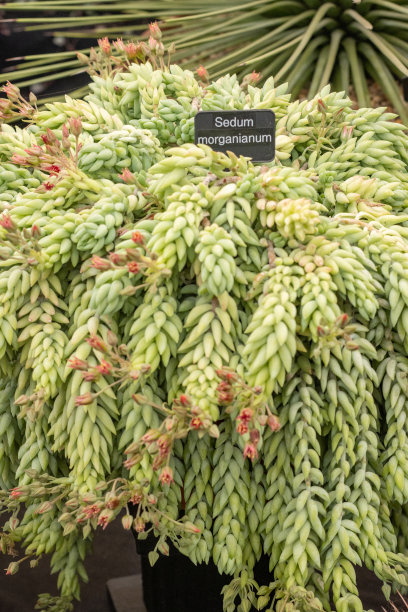 crassula