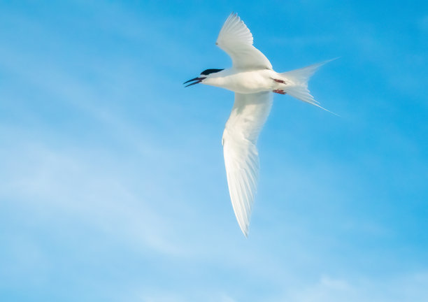 小tern