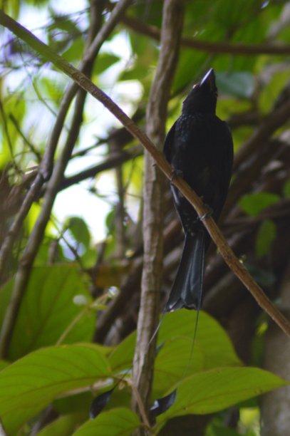 drongo