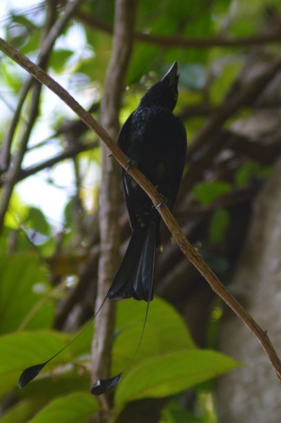 drongo