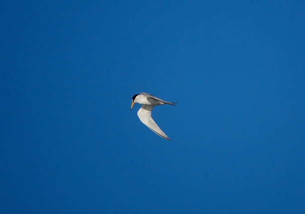 小tern