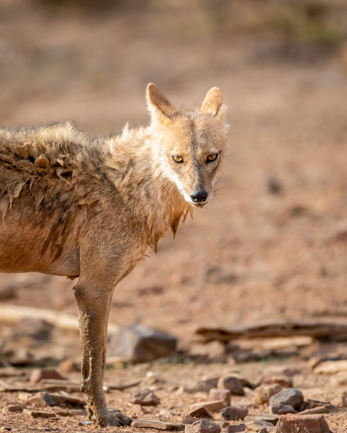 jackal