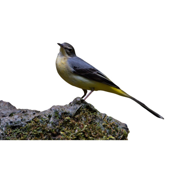 wagtail