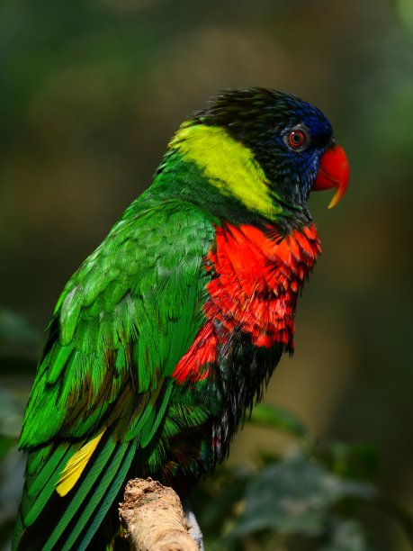 lorikeet