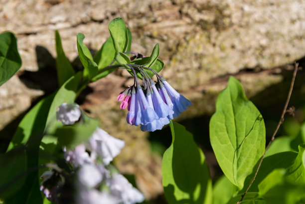 hyacinthoides