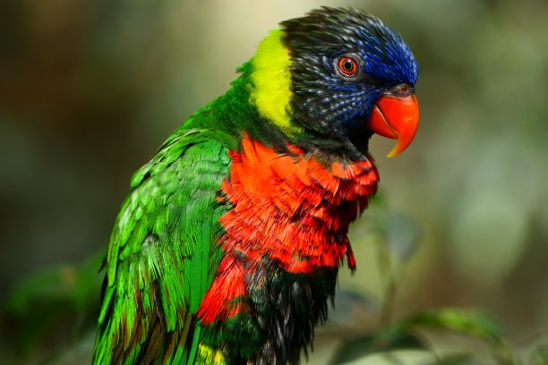lorikeet