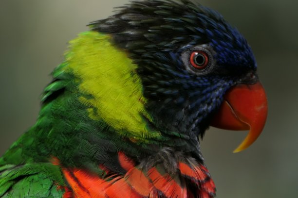 lorikeet
