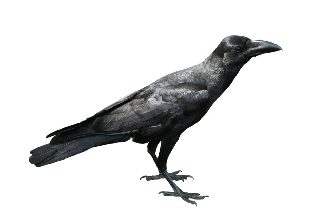 raven