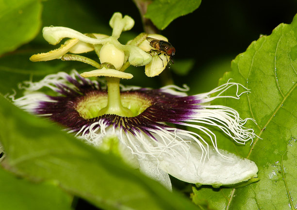 passiflora