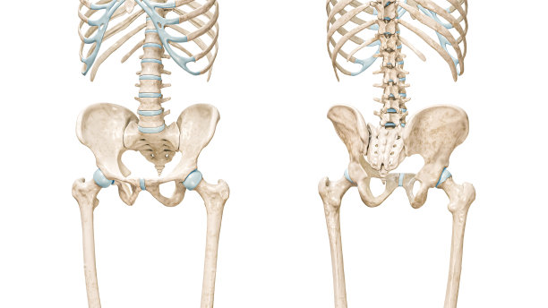 pelvis