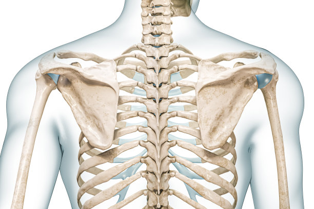 bone
