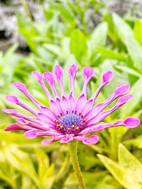 精美紫色绿色圆形花纹图案