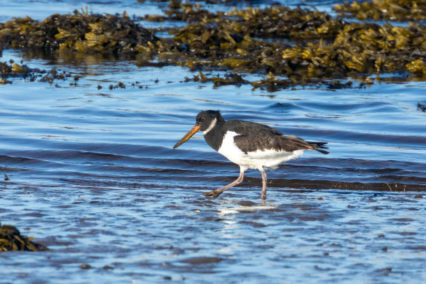 haematopus
