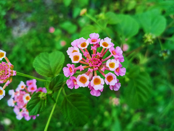 lantana