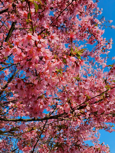 sakura